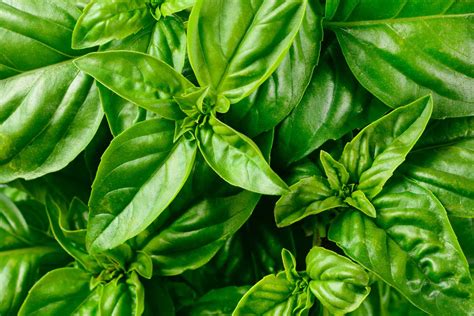 3 Secrets To Enjoying Basil All Winter | JAIN by Rivulis