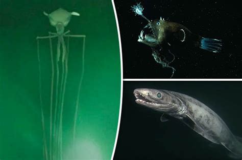 Aliens of the deep: Sea monsters filmed thousands of feet underwater ...