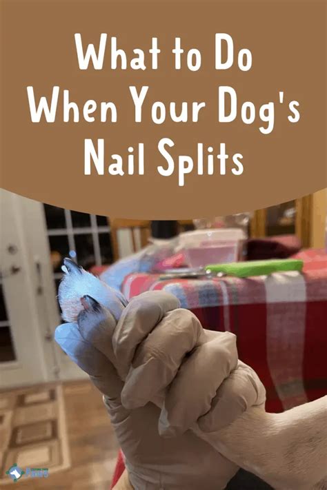 What To Do When Your Dog's Nail Splits & When To Call The Vet