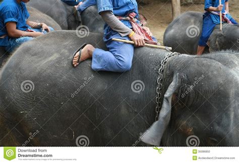 A Mahout Ride Elephant Stock Photography | CartoonDealer.com #35086850