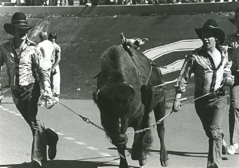 What It Takes To Be A Ralphie Runner At CU's Folsom Field | Colorado ...