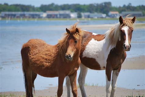 Pictures Of Ponies | The American Mastermind