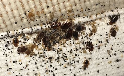 What Does An Early Bed Bug Infestation Look Like at Melissa Silva blog