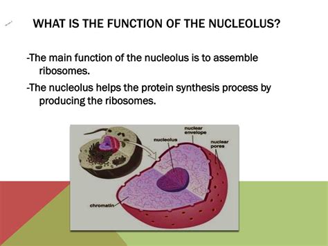 PPT - Parts of a cell PowerPoint Presentation, free download - ID:1985214