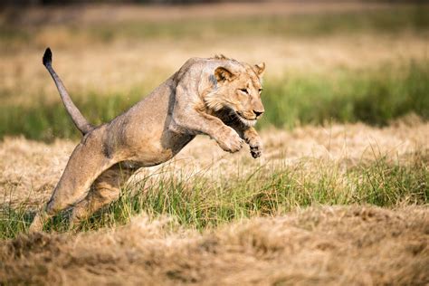 Adventures in Photography: African Safari with Chris McLennan - 42 West ...