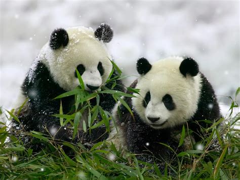 Pandas Actually Hang Out Together | Smithsonian