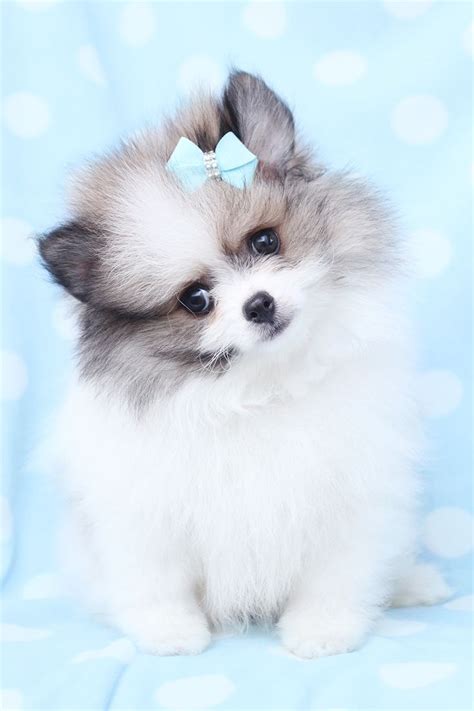 Tiny Pomeranian Puppy at TeaCups Puppies & Boutique | Puppies ...