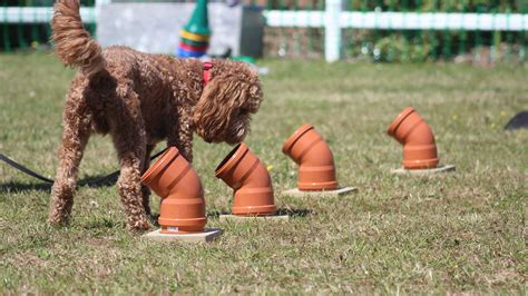 Scent Training For Dogs | Dorset | Hounds & Hooves