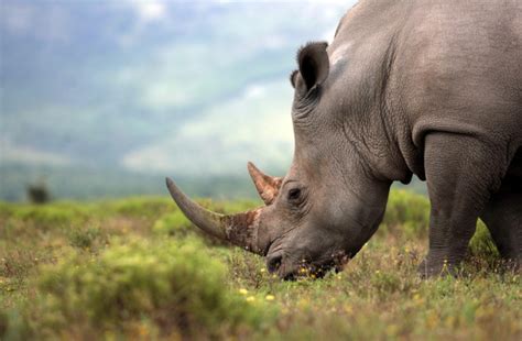 The Plight of the World’s Most Populous Rhinoceros | Discover Magazine