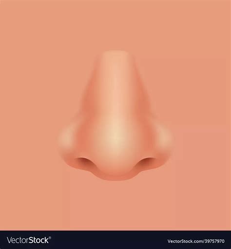 Nose vector image | Vector images, Vector, Nose