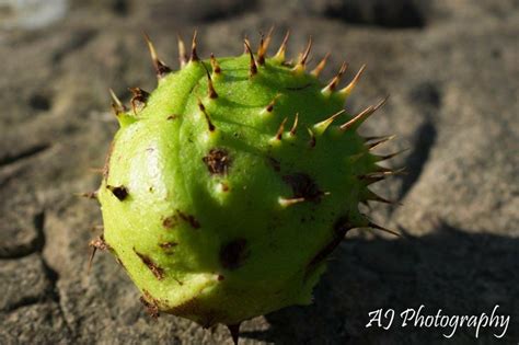 Conker. Taken using Macro setting on Nikon D3300 using 18-55mm kit lens. | Nikon d3300, Aj ...