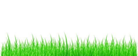 Grass White Background Free Stock Photo - Public Domain Pictures