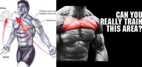 5 Ways to Build Upper Pecs | Body muscle anatomy, Muscle building ...