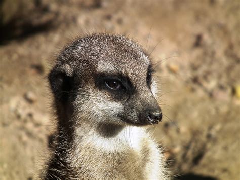 Meerkat Mongoose Look Out - Free photo on Pixabay - Pixabay