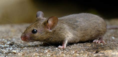 How Much Do Mice Exterminators Cost? | Find Mouse Control Companies ...