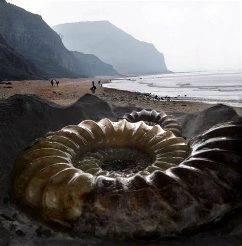 Fossils on the Jurassic Coast. By: Richard Austin | Jurassic coast, Fossils, Spirals in nature