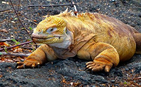 Galapagos Islands Animals | Ecuador