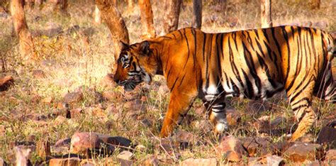 Ranthambore National Park Sawai Madhopur, Rajasthan - Attractions, Things to Do & How to Reach