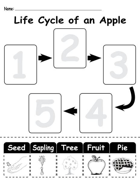 "Life Cycle of an Apple" Printable Worksheet – SupplyMe