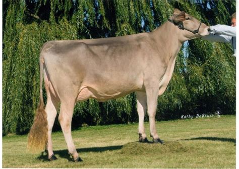 American Brown Swiss - Cow Breeds : 51 pics