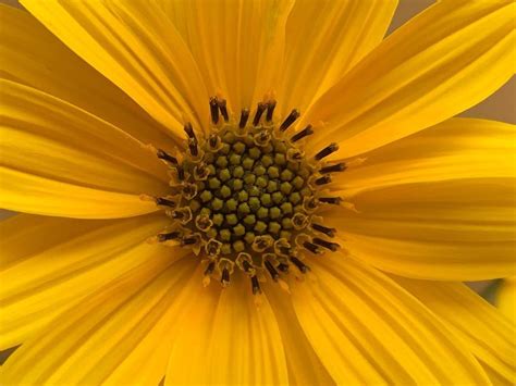 Untitled, #yellow #topinambur #flower #jerusalem #artichoke...