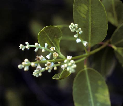 Avicennia germinans (Acanthaceae) image 2461 at PhytoImages.siu.edu