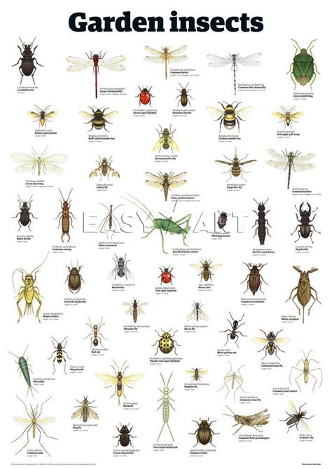 Insect identification clipart - Clipground