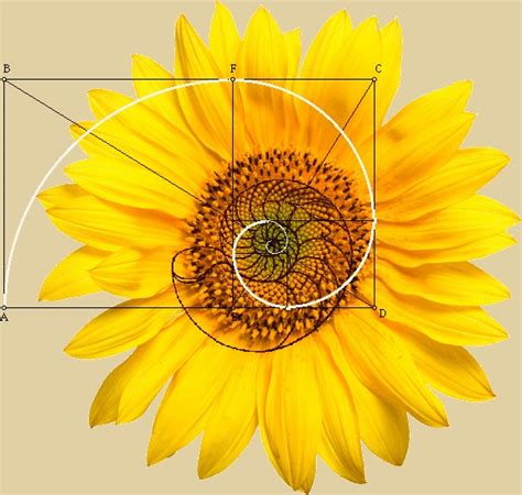 Majestic Vision (majesticvision) | Fibonacci art, Fibonacci spiral, Geometry in nature