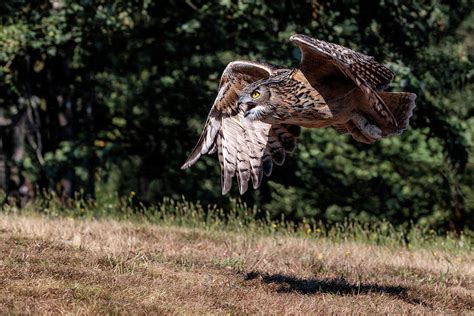 Eurasian Eagle Owl Flying Low Photograph by Wes and Dotty Weber - Pixels