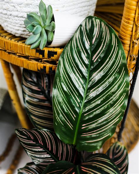 Wild Interiors — What is National Houseplant Appreciation Day?