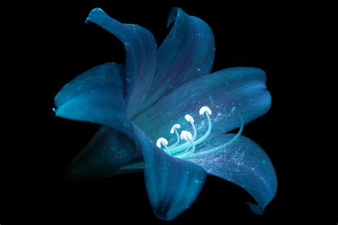 Bioluminescent Flowers