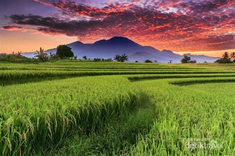 Pesona Persawahan Indonesia di Bengkulu Utara