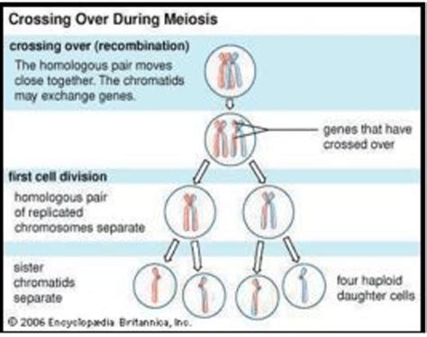 Crossing over during Meiosis, forming four haploid daughter cells (half... | Download Scientific ...