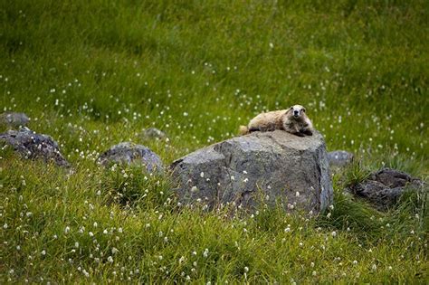 Olympic Marmot - Marmota olympus | Wildlife Journal Junior