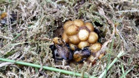 Bumble Bee Nests: Nesting Preferences Of Different Bumble Bees