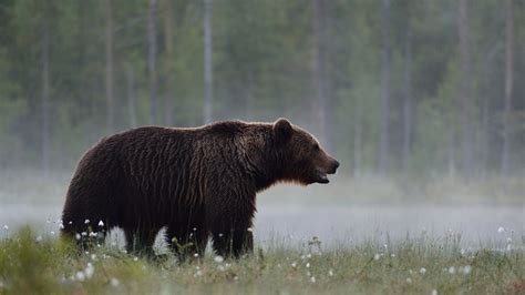 Behind the Image: The King of the Taiga, Brown Bear Photography with Erik Mandre | Creative ...