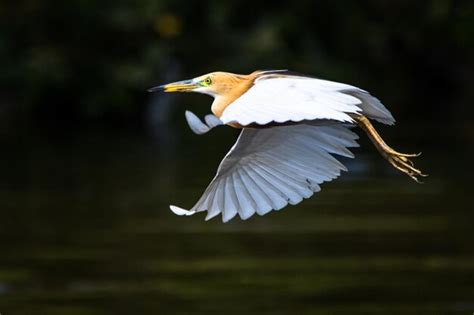 Premium Photo | White heron flying