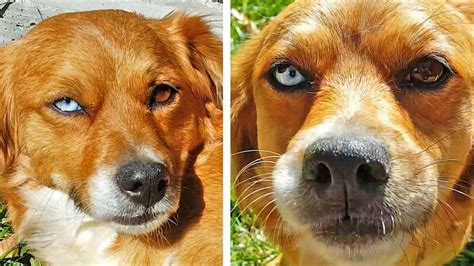 Dog with two different color eyes! - YouTube