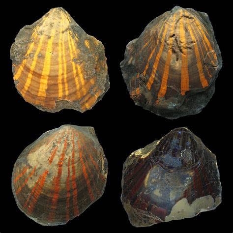 Glowing fossils: Fluorescence reveals color patterns of earliest scallops