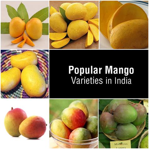 Famous Varieties of Mango in India - Food