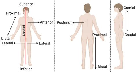 Anatomical Position: Planes, Variations, Applications