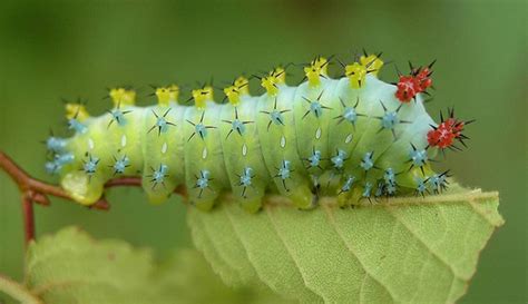 10 Foto Ulat Bulu Tercantik di Dunia - Photo Fimela.com