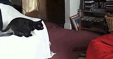 Cat Jumping GIF - Find & Share on GIPHY