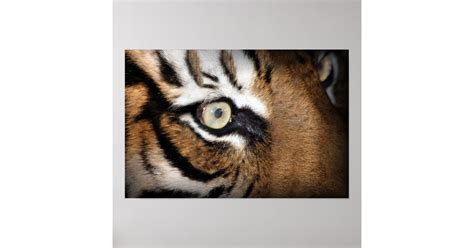 Eye of the tiger poster | Zazzle