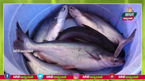 #Korameenu Fish Farming - RAS Fish Farming - YouTube