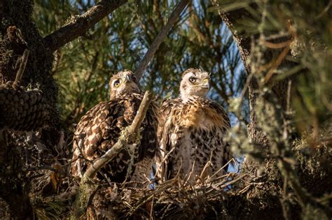 Red-tailed Hawk chicks | Red tailed hawk, Chicks, Wildlife