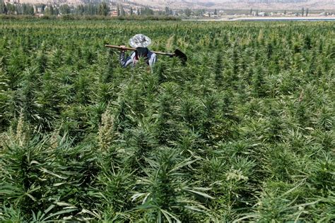 Lebanese cannabis farmers hope legalisation may bring amnesty – Middle ...
