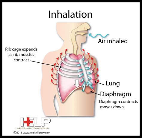 Explain the Mechanism of Breathing in Human Beings – CBSE Class Notes ...