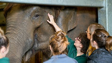 Zoo U: Conservation, education drive Cornell-zoo partnership | Cornell ...