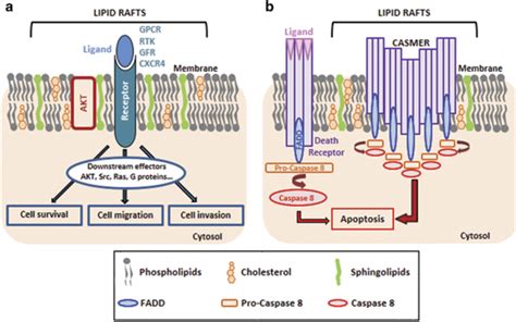 Lipid rafts as platforms for cell signaling. (a) Lipid rafts are formed ...